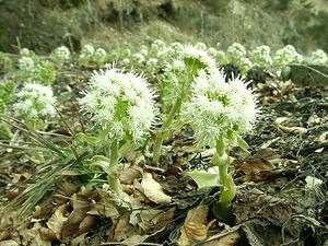 Petasites albus (Asteraceae)  - Pétasite blanc - White Butterbur Lozere [France] 01/04/2002 - 1450m