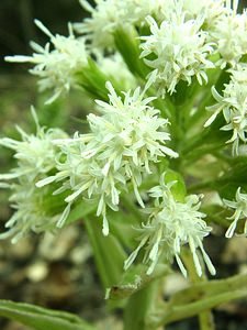 Petasites albus (Asteraceae)  - Pétasite blanc - White Butterbur Lozere [France] 01/04/2002 - 1450m