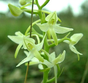 Platanthera bifolia (Orchidaceae)  - Platanthère à deux feuilles, Platanthère à fleurs blanches - Lesser Butterfly-orchid Var [France] 07/04/2002 - 90m