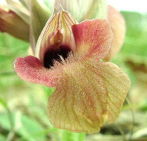 Serapias neglecta (Orchidaceae)  - Sérapias négligé - Scarce Tongue-orchid Var [France] 07/04/2002 - 90m