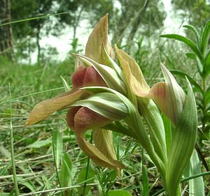 Serapias neglecta (Orchidaceae)  - Sérapias négligé - Scarce Tongue-orchid Var [France] 08/04/2002 - 140m