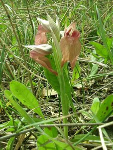 Serapias neglecta (Orchidaceae)  - Sérapias négligé - Scarce Tongue-orchid Var [France] 08/04/2002 - 140m