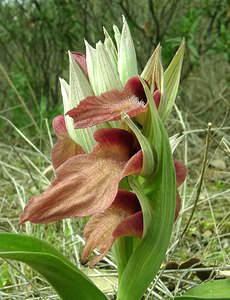 Serapias neglecta (Orchidaceae)  - Sérapias négligé - Scarce Tongue-orchid Var [France] 08/04/2002 - 120m