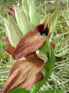 Serapias neglecta (Orchidaceae)  - Sérapias négligé - Scarce Tongue-orchid Var [France] 08/04/2002 - 120m
