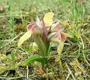 Serapias neglecta (Orchidaceae)  - Sérapias négligé - Scarce Tongue-orchid Var [France] 09/04/2002 - 80m