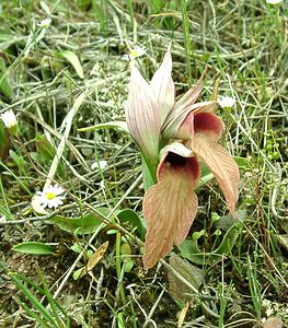 Serapias neglecta (Orchidaceae)  - Sérapias négligé - Scarce Tongue-orchid Var [France] 09/04/2002 - 80m