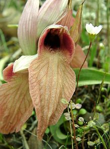 Serapias neglecta (Orchidaceae)  - Sérapias négligé - Scarce Tongue-orchid Var [France] 09/04/2002 - 80m