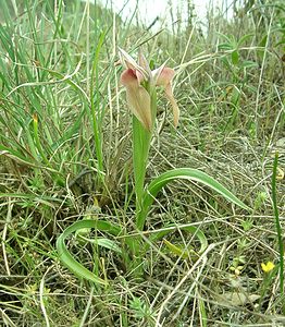 Serapias neglecta (Orchidaceae)  - Sérapias négligé - Scarce Tongue-orchid Var [France] 09/04/2002 - 80m