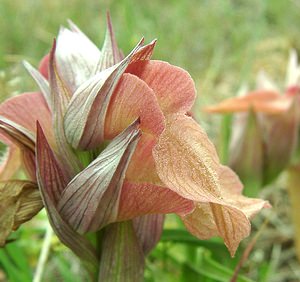 Serapias neglecta (Orchidaceae)  - Sérapias négligé - Scarce Tongue-orchid Var [France] 09/04/2002 - 80m