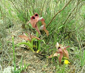Serapias neglecta (Orchidaceae)  - Sérapias négligé - Scarce Tongue-orchid Var [France] 09/04/2002 - 80m