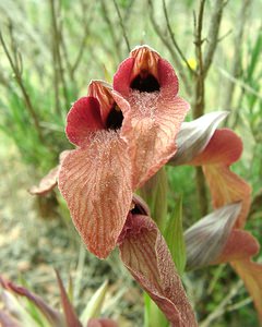 Serapias neglecta (Orchidaceae)  - Sérapias négligé - Scarce Tongue-orchid Var [France] 09/04/2002 - 80m