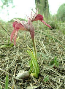 Serapias neglecta (Orchidaceae)  - Sérapias négligé - Scarce Tongue-orchid Var [France] 09/04/2002 - 90m