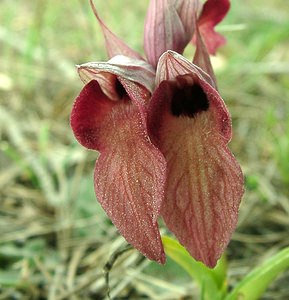 Serapias neglecta (Orchidaceae)  - Sérapias négligé - Scarce Tongue-orchid Var [France] 09/04/2002 - 90m