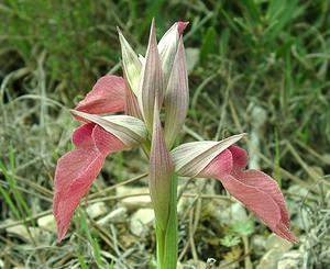 Serapias neglecta (Orchidaceae)  - Sérapias négligé - Scarce Tongue-orchid Var [France] 09/04/2002 - 90m