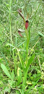 Serapias olbia (Orchidaceae)  - Sérapias d'Hyères Var [France] 09/04/2002 - 80m