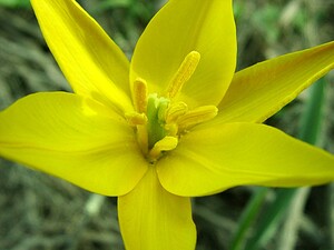 Tulipa sylvestris subsp. australis (Liliaceae)  - Tulipe australe, Tulipe des Alpes, Tulipe du Midi Var [France] 08/04/2002 - 100m