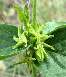 Vincetoxicum hirundinaria (Apocynaceae)  - Dompte-venin officinal, Dompte-venin, Asclépiade blanche, Contre-poison Var [France] 07/04/2002 - 90m