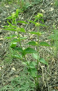 Vincetoxicum hirundinaria (Apocynaceae)  - Dompte-venin officinal, Dompte-venin, Asclépiade blanche, Contre-poison Var [France] 08/04/2002 - 100m
