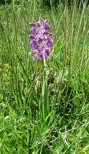 Anacamptis morio (Orchidaceae)  - Anacamptide bouffon, Orchis bouffon Pas-de-Calais [France] 04/05/2002 - 80m