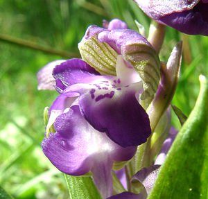 Anacamptis morio (Orchidaceae)  - Anacamptide bouffon, Orchis bouffon Pas-de-Calais [France] 04/05/2002 - 80m