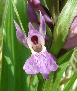 Dactylorhiza praetermissa (Orchidaceae)  - Dactylorhize négligé, Orchis négligé, Orchis oublié - Southern Marsh-orchid Pas-de-Calais [France] 04/05/2002 - 80m