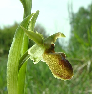 Ophrys aranifera (Orchidaceae)  - Ophrys araignée, Oiseau-coquet - Early Spider-orchid Meuse [France] 09/05/2002 - 270m