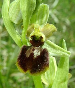 Ophrys aranifera (Orchidaceae)  - Ophrys araignée, Oiseau-coquet - Early Spider-orchid Meuse [France] 09/05/2002 - 270m