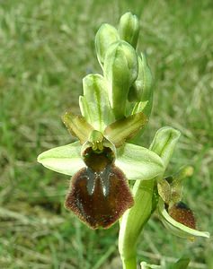 Ophrys aranifera (Orchidaceae)  - Ophrys araignée, Oiseau-coquet - Early Spider-orchid Meuse [France] 09/05/2002 - 270m