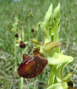 Ophrys aranifera (Orchidaceae)  - Ophrys araignée, Oiseau-coquet - Early Spider-orchid Meuse [France] 09/05/2002 - 270m