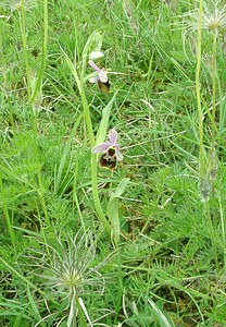 Ophrys fuciflora (Orchidaceae)  - Ophrys bourdon, Ophrys frelon - Late Spider-orchid Aisne [France] 19/05/2002 - 130m