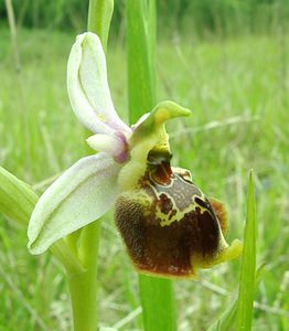 Ophrys fuciflora (Orchidaceae)  - Ophrys bourdon, Ophrys frelon - Late Spider-orchid Aisne [France] 19/05/2002 - 130m