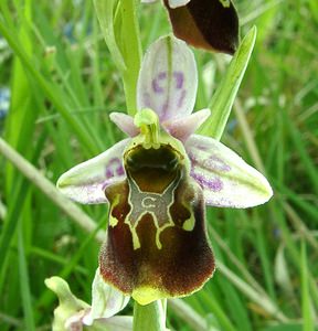 Ophrys fuciflora (Orchidaceae)  - Ophrys bourdon, Ophrys frelon - Late Spider-orchid Aisne [France] 19/05/2002 - 130m