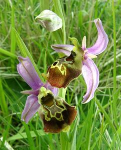 Ophrys fuciflora (Orchidaceae)  - Ophrys bourdon, Ophrys frelon - Late Spider-orchid Aisne [France] 19/05/2002 - 130m