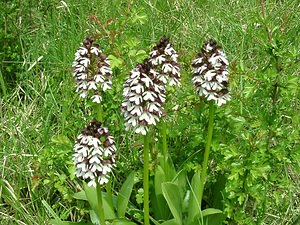 Orchis purpurea (Orchidaceae)  - Orchis pourpre, Grivollée, Orchis casque, Orchis brun - Lady Orchid Meurthe-et-Moselle [France] 09/05/2002 - 300m