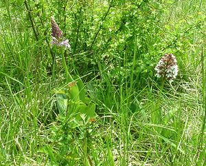 Orchis x hybrida (Orchidaceae)  - Orchis hybrideOrchis militaris x Orchis purpurea. Meurthe-et-Moselle [France] 09/05/2002 - 300m