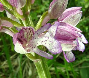 Orchis x hybrida (Orchidaceae)  - Orchis hybrideOrchis militaris x Orchis purpurea. Meurthe-et-Moselle [France] 09/05/2002 - 300m