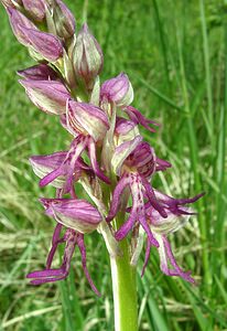 Orchis x spuria (Orchidaceae)  - Orchis bâtardOrchis anthropophora x Orchis militaris. Meurthe-et-Moselle [France] 09/05/2002 - 300m