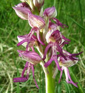 Orchis x spuria (Orchidaceae)  - Orchis bâtardOrchis anthropophora x Orchis militaris. Meurthe-et-Moselle [France] 09/05/2002 - 300m