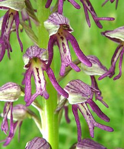 Orchis x spuria (Orchidaceae)  - Orchis bâtardOrchis anthropophora x Orchis militaris. Meurthe-et-Moselle [France] 09/05/2002 - 230m