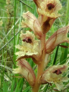 Orobanche alba (Orobanchaceae)  - Orobanche blanche, Orobanche du thym - Thyme Broomrape Aisne [France] 19/05/2002 - 120mforma maxima, ici sur Salvia pratensis