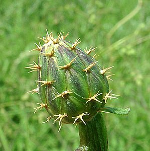 Centaurea aspera (Asteraceae)  - Centaurée rude - Rough Star-thistle Nord [France] 16/06/2002 - 10m