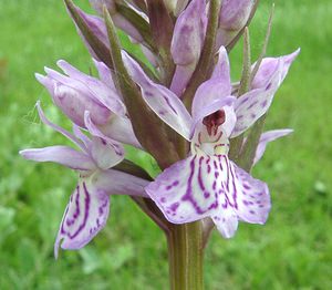 Dactylorhiza fuchsii (Orchidaceae)  - Dactylorhize de Fuchs, Orchis de Fuchs, Orchis tacheté des bois, Orchis de Meyer, Orchis des bois - Common Spotted-orchid Furnes [Belgique] 08/06/2002 - 10m