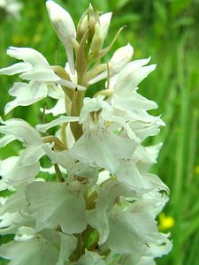 Dactylorhiza fuchsii (Orchidaceae)  - Dactylorhize de Fuchs, Orchis de Fuchs, Orchis tacheté des bois, Orchis de Meyer, Orchis des bois - Common Spotted-orchid Pas-de-Calais [France] 15/06/2002 - 80m