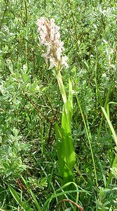 Dactylorhiza incarnata (Orchidaceae)  - Dactylorhize incarnat, Orchis incarnat, Orchis couleur de chair - Early Marsh-orchid Furnes [Belgique] 08/06/2002 - 10m