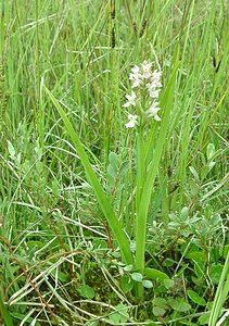 Dactylorhiza incarnata (Orchidaceae)  - Dactylorhize incarnat, Orchis incarnat, Orchis couleur de chair - Early Marsh-orchid Nord [France] 16/06/2002