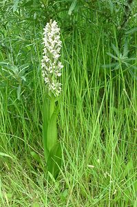 Dactylorhiza incarnata (Orchidaceae)  - Dactylorhize incarnat, Orchis incarnat, Orchis couleur de chair - Early Marsh-orchid Nord [France] 16/06/2002