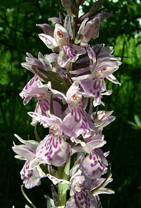 Dactylorhiza maculata (Orchidaceae)  - Dactylorhize maculé, Orchis tacheté, Orchis maculé - Heath Spotted-orchid Pas-de-Calais [France] 22/06/2002 - 80m