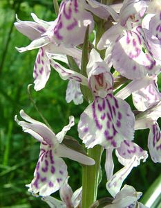 Dactylorhiza maculata (Orchidaceae)  - Dactylorhize maculé, Orchis tacheté, Orchis maculé - Heath Spotted-orchid Pas-de-Calais [France] 22/06/2002 - 80m