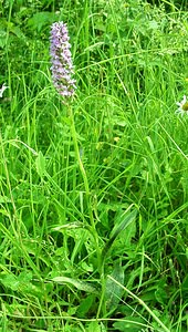 Dactylorhiza maculata (Orchidaceae)  - Dactylorhize maculé, Orchis tacheté, Orchis maculé - Heath Spotted-orchid Pas-de-Calais [France] 22/06/2002 - 80m