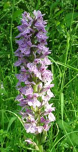 Dactylorhiza maculata (Orchidaceae)  - Dactylorhize maculé, Orchis tacheté, Orchis maculé - Heath Spotted-orchid Pas-de-Calais [France] 22/06/2002 - 80m